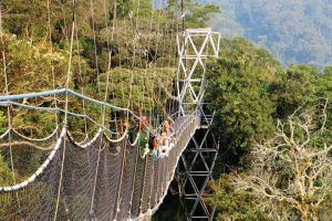 Nyungwe Forest Chimpanzees Tour