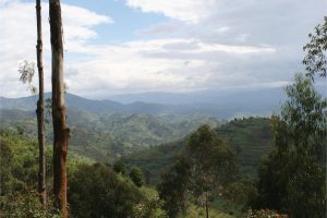Rwanda Gorillas & Lake Kivu Tour