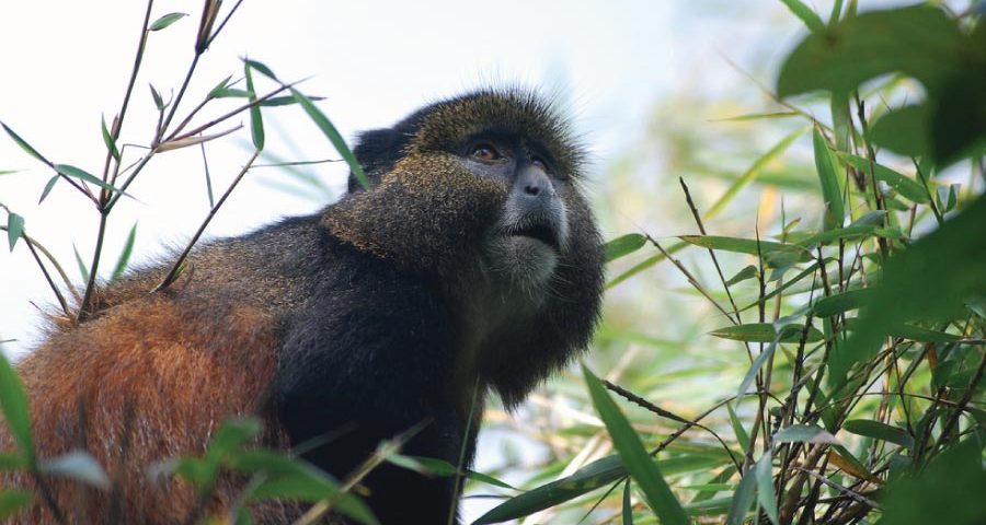 How Long Does a Golden Monkey Trekking Take