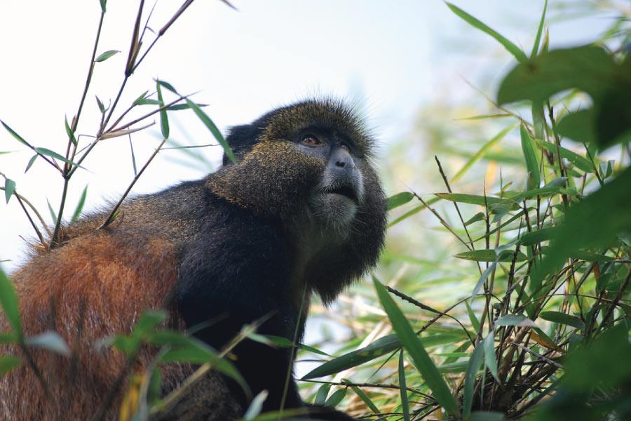 How Long Does a Golden Monkey Trekking Take