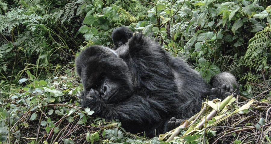How Do You Prepare for Gorilla Trekking?