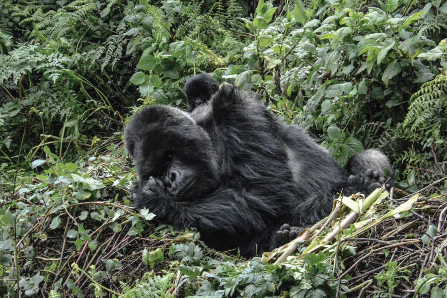 How Do You Prepare for Gorilla Trekking?
