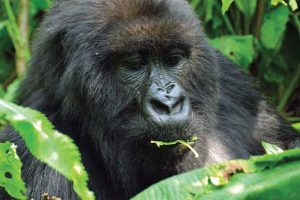 Rwanda Gorilla Trekking