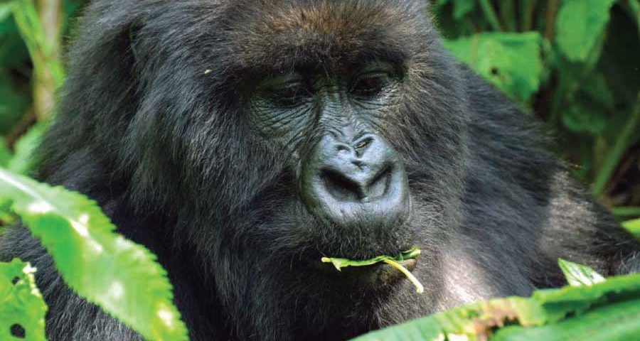 Rwanda Gorilla Trekking
