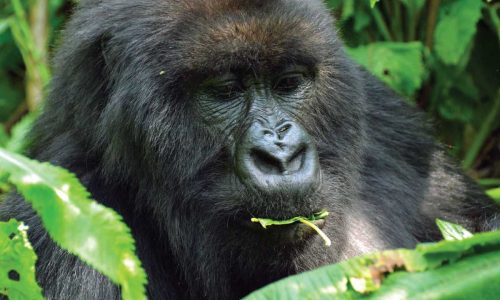 Rwanda Gorilla Trekking