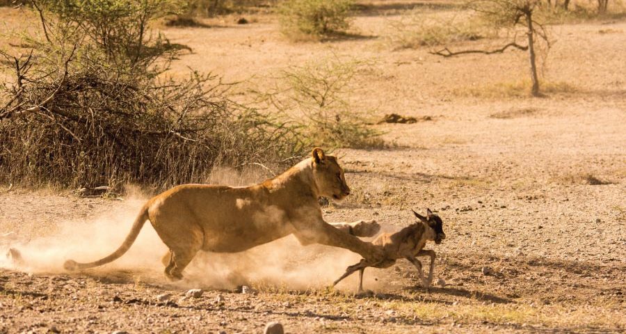 Tanzania Safari Tours
