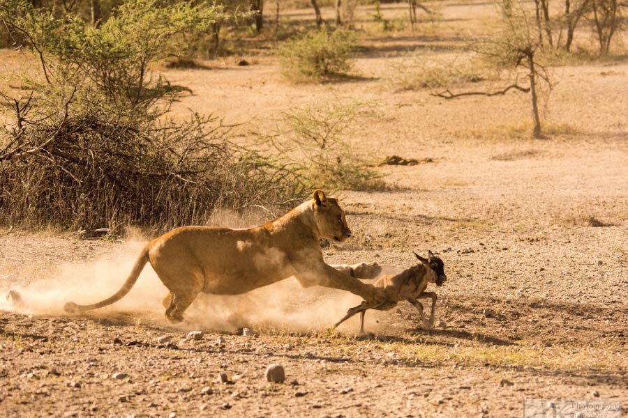 Tanzania Safari Tours