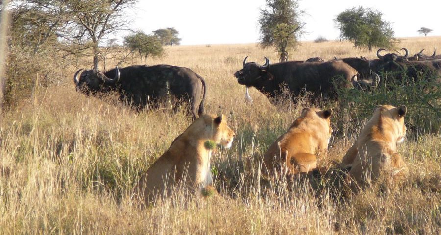Tanzania Safari Tours