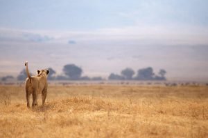 11 Days Gorillas wildlife & Zanzibar Safari