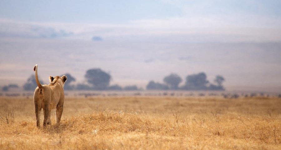 11 Days Gorillas wildlife & Zanzibar Safari