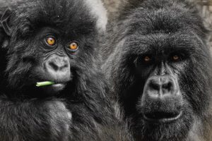How Many Days for Gorilla Trekking in Rwanda?