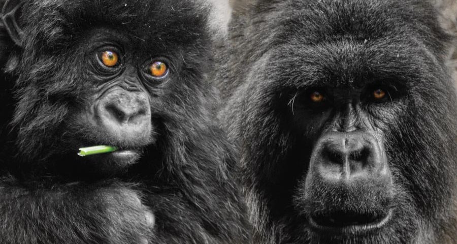 How Many Days for Gorilla Trekking in Rwanda?