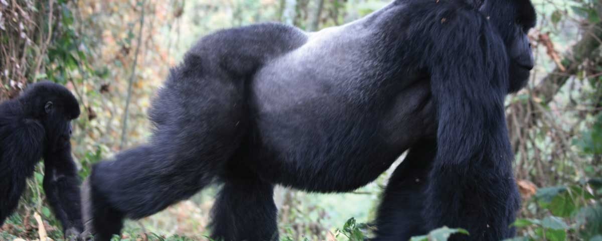 How Fit Do You Need to Be to Go Gorilla Trekking?