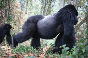 How Fit Do You Need to Be to Go Gorilla Trekking?