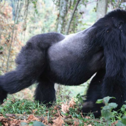 How Fit Do You Need to Be to Go Gorilla Trekking?