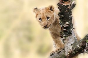Kenya Uganda Combined Tour