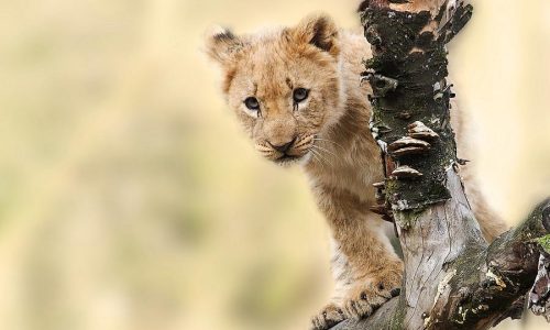 Kenya Uganda Combined Tour