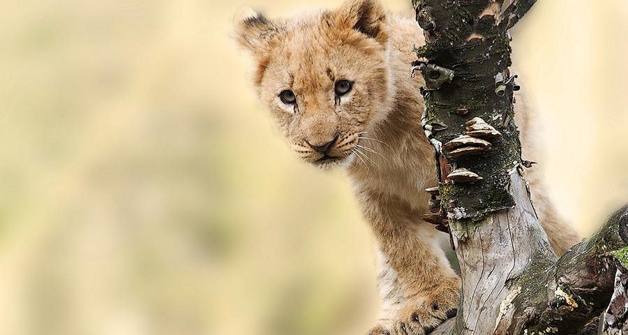 Kenya Uganda Combined Tour