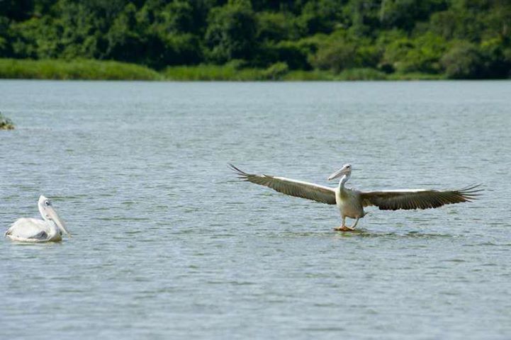 bird in kazinga