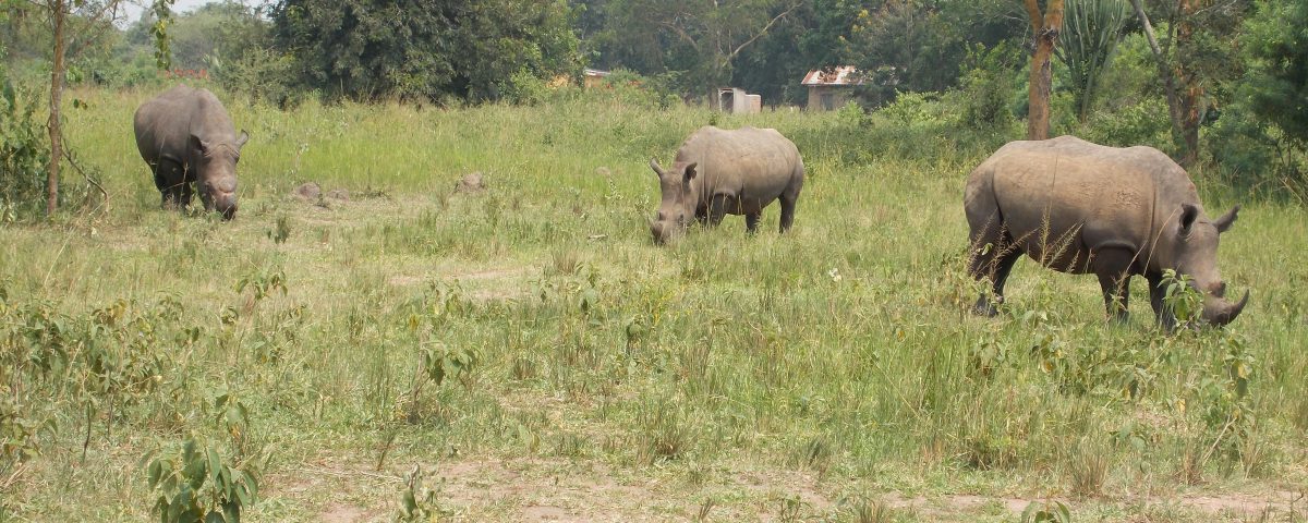 rhino cropped
