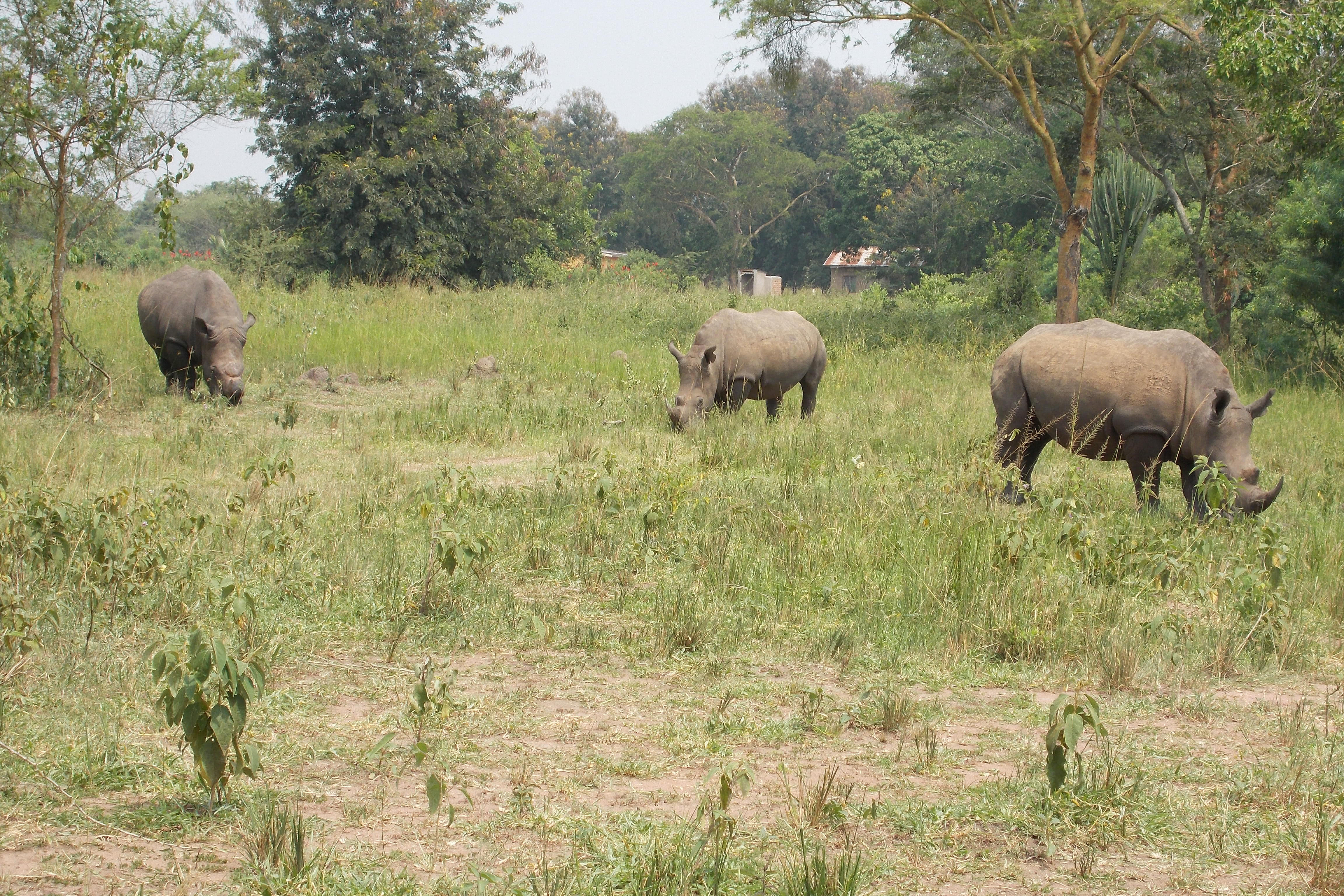rhino cropped