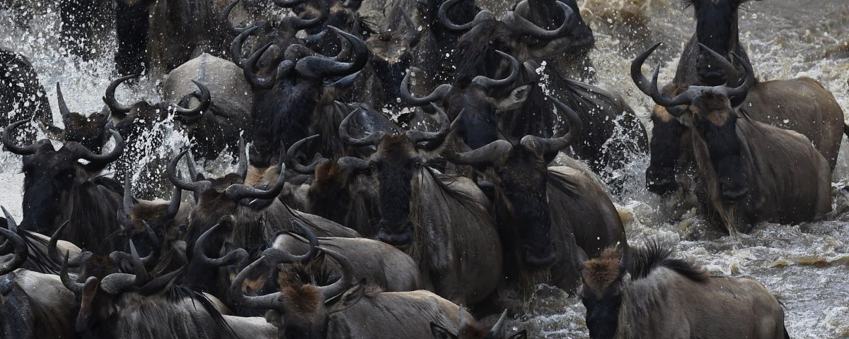 9 Days Tanzania and Rwanda Safari