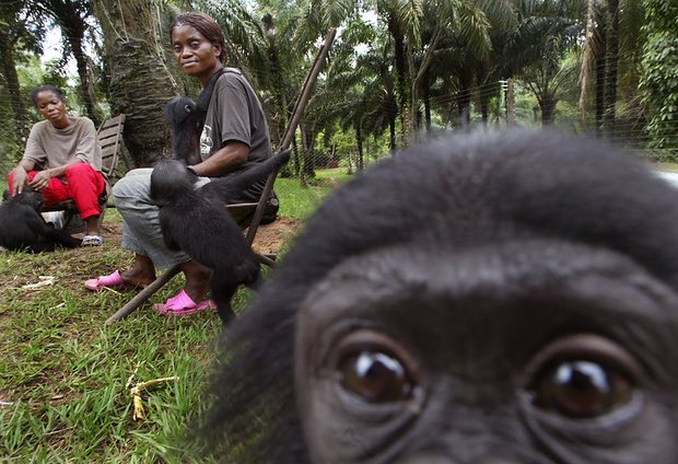 Uganda Safari