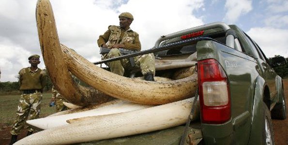 Ivory Poaching - 