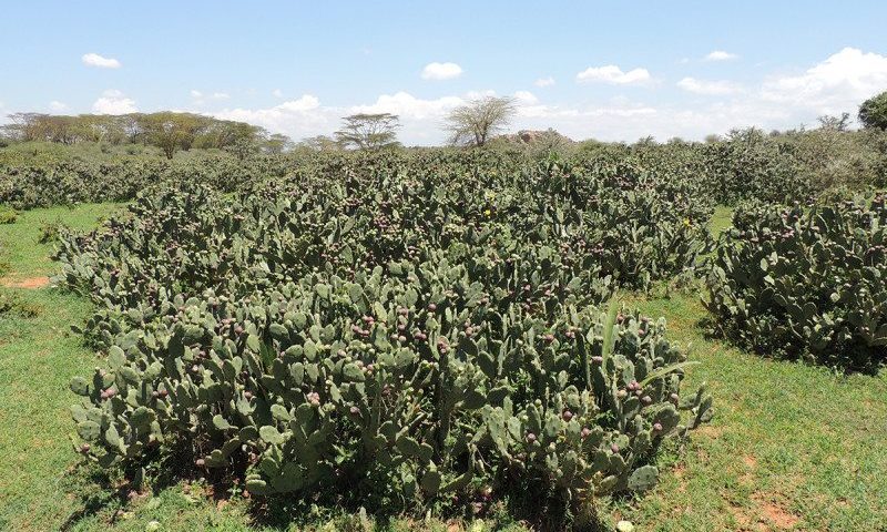 Serengeti Wildebeest Migration