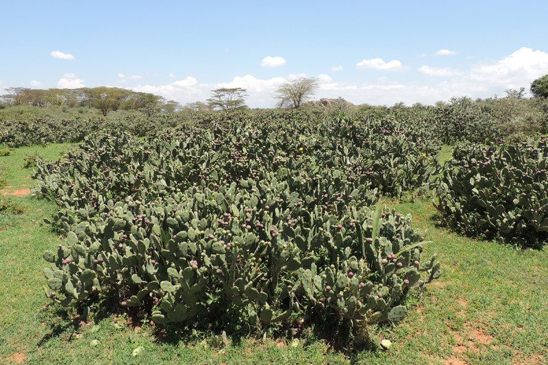 Serengeti Wildebeest Migration