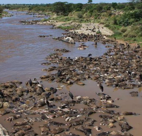 Masai Mara Wildebeest Migration