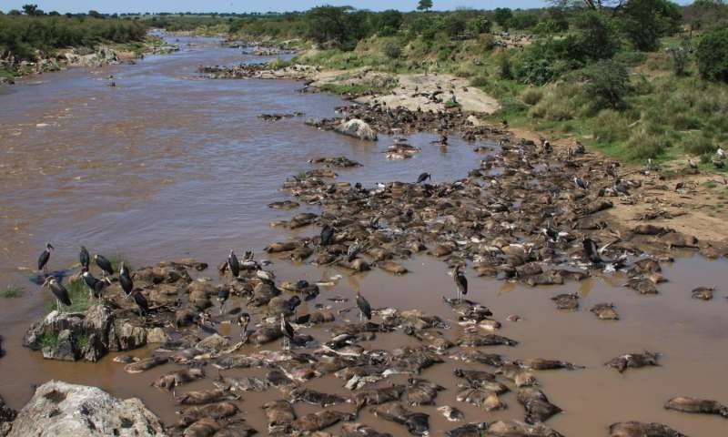Masai Mara Wildebeest Migration
