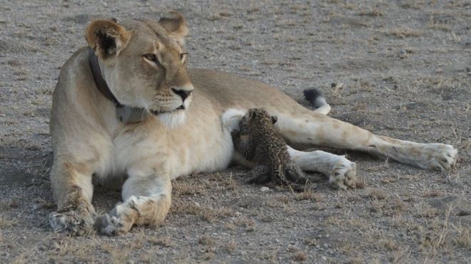 Tanzania Safari Tours