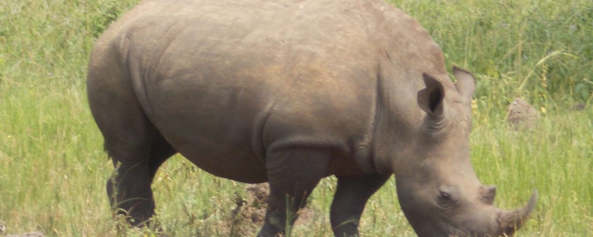Ziwa rhino sanctuary