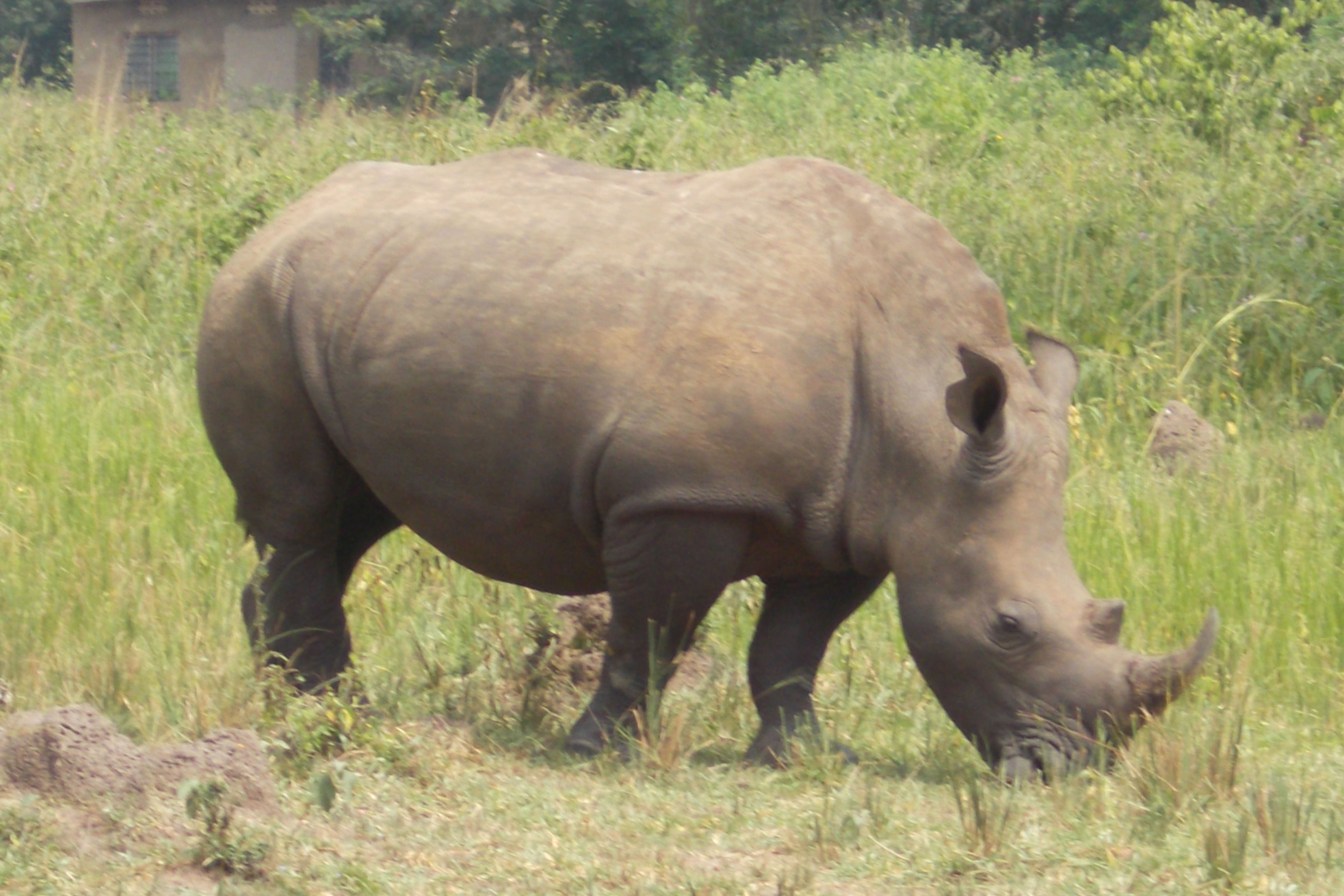 ziwa rhino sanctuary - murchison falls safari - big 5