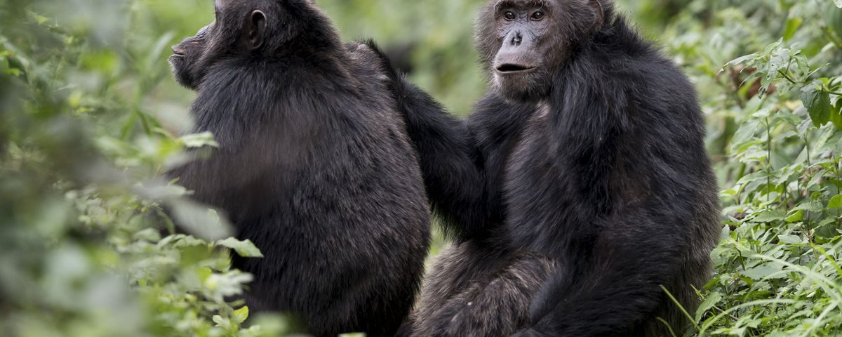 Uganda Primate Safari