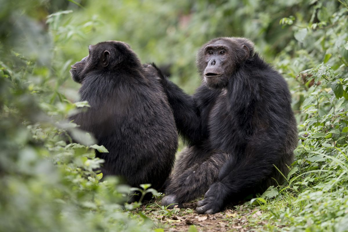 Uganda Primate Safari