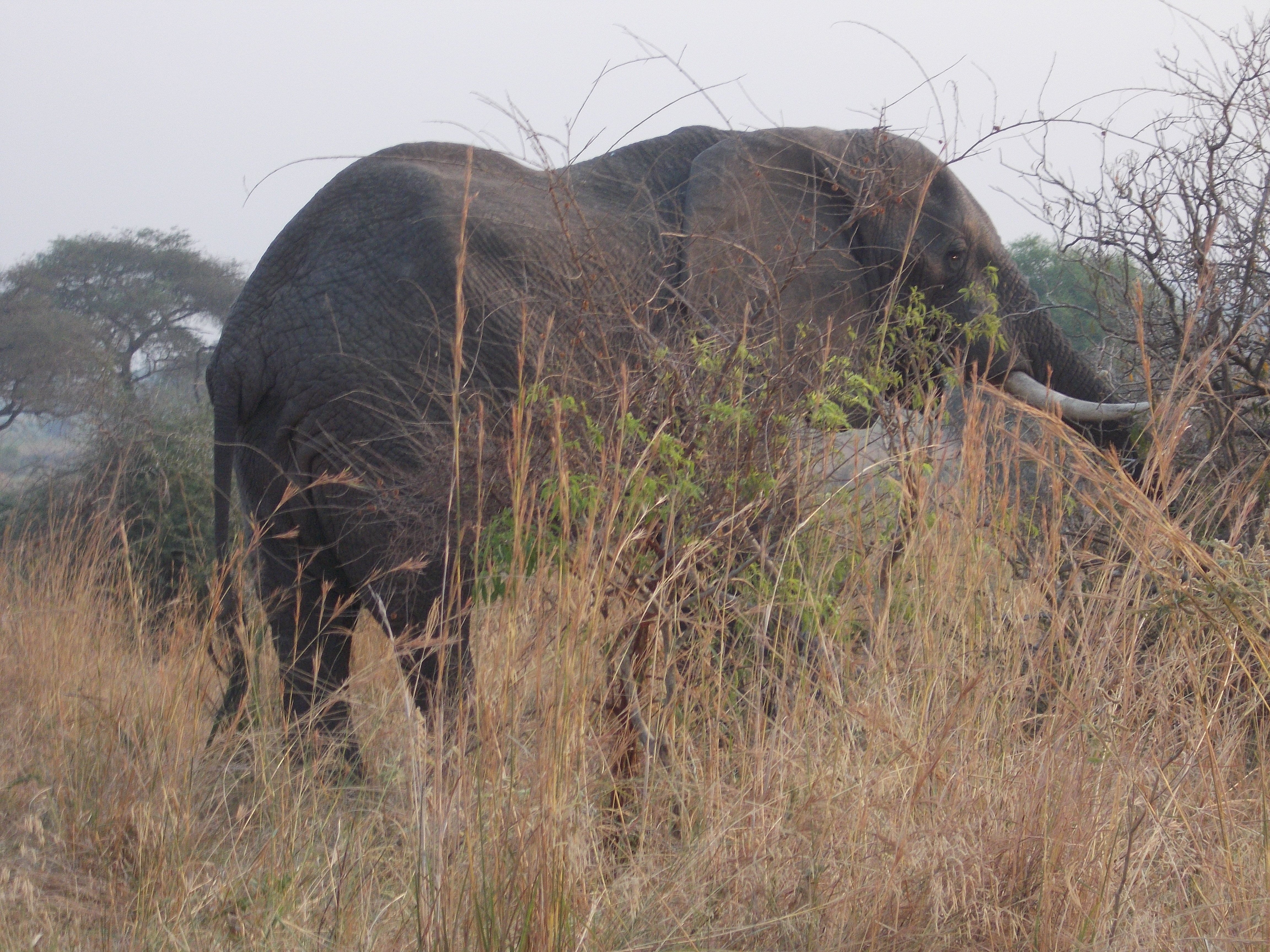 Amboseli National Park