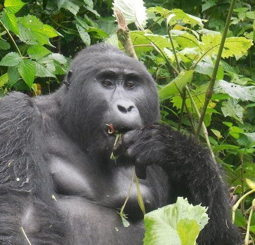 Bwindi National Park