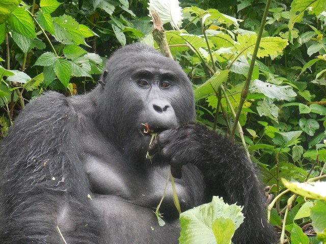 Bwindi National Park