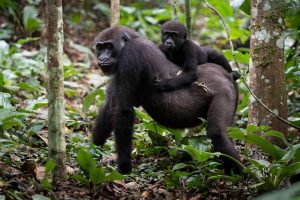 Uganda Safari Tours