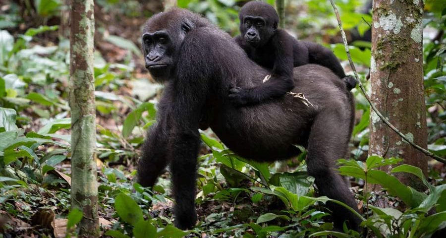 Uganda Safari Tours