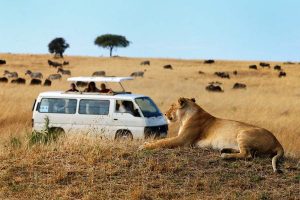 9 Days Kenya Wildlife & Uganda Gorilla Safari