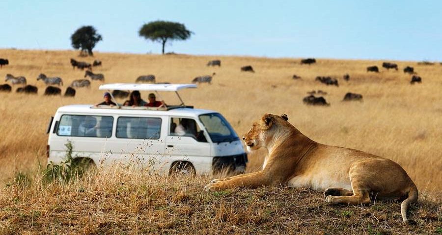 9 Days Kenya Wildlife & Uganda Gorilla Safari