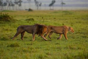 12 Days Kenya Uganda Safari via Kigali City