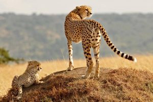 Is Kenya or Tanzania Better for Wildebeest Migration Safaris