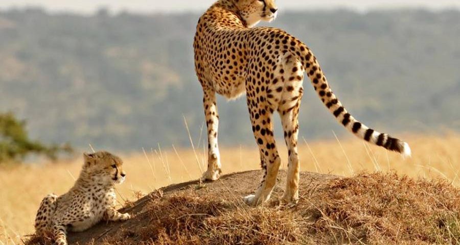Is Kenya or Tanzania Better for Wildebeest Migration Safaris