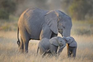 8 Day Kenya & Rwanda Safari