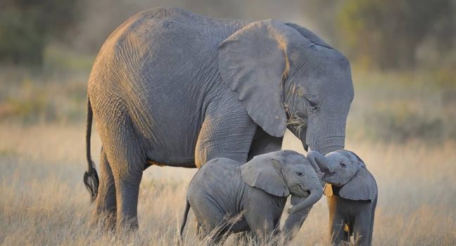 8 Day Kenya & Rwanda Safari