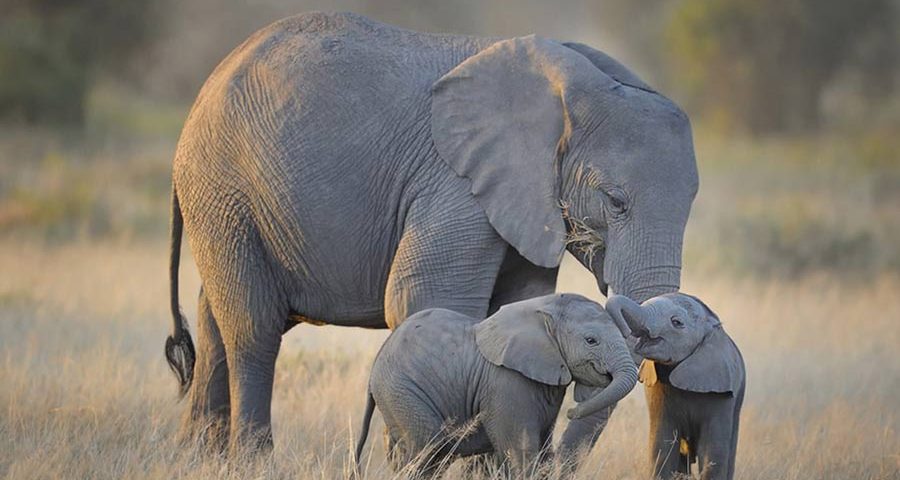 8 Day Kenya & Rwanda Safari